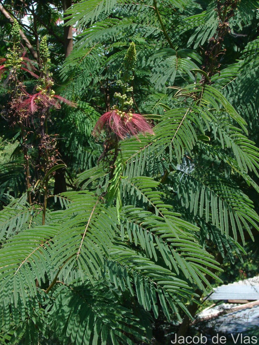 Calliandra houstoniana var. calothyrsus (Meisn.) Barneby
